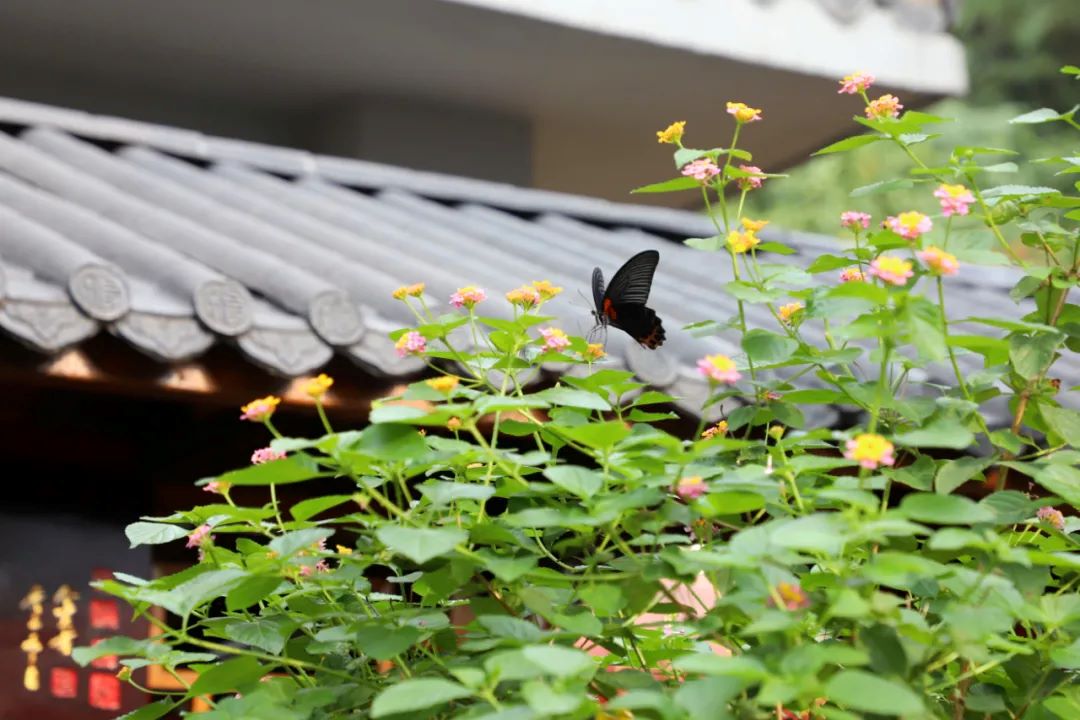 1729730796894510.jpg 640 (8).jpg