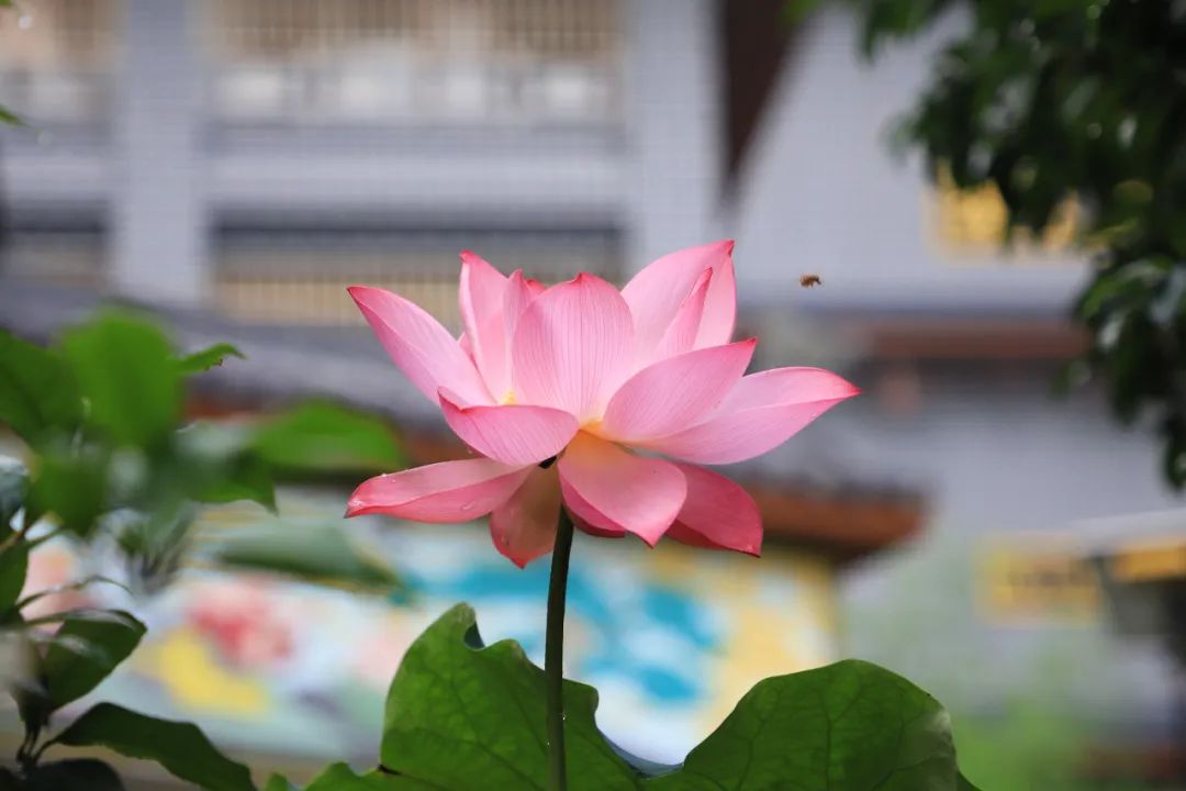 1751015315585920.jpg 1751015315585920.jpg